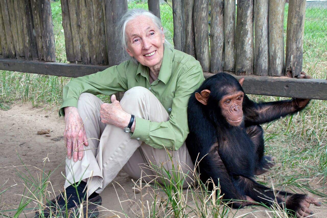 Jane Goodall Vikipedi